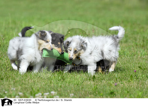 Langhaar Collie Welpe / Collie puppy / SST-03930