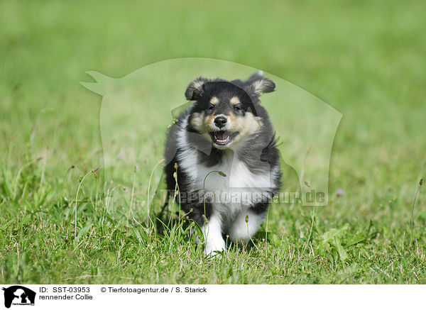 rennender Collie / running Collie / SST-03953