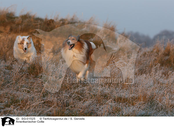 Amerikanischer Collie / SG-01525