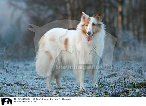 Amerikanischer Collie / SG-01528