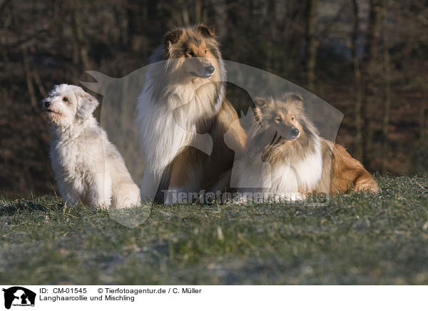 Langhaarcollie und Mischling / collie and mongrel / CM-01545
