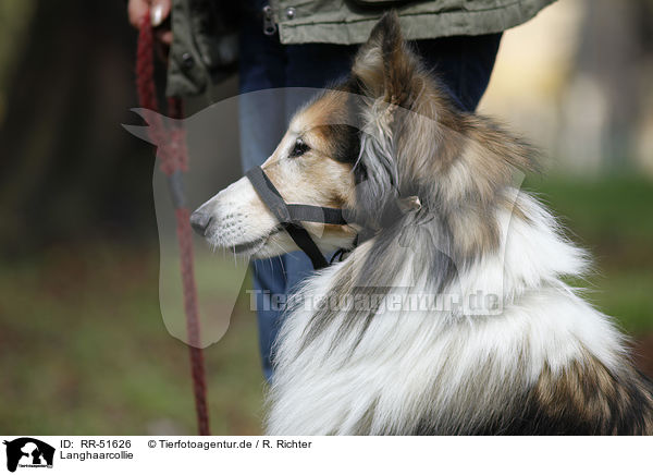 Langhaarcollie / longhaired Collie / RR-51626