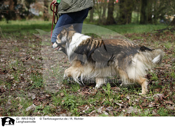 Langhaarcollie / longhaired Collie / RR-51628