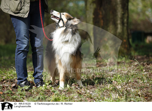 Langhaarcollie / longhaired Collie / RR-51629