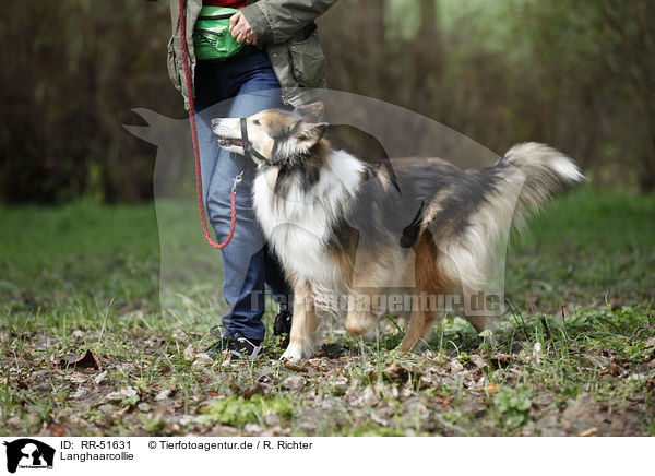 Langhaarcollie / longhaired Collie / RR-51631
