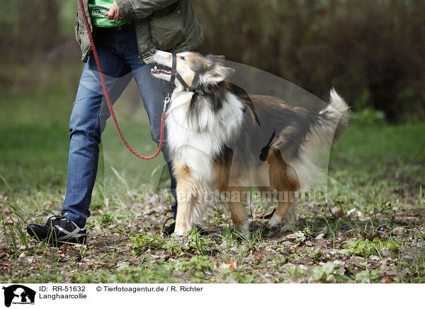 Langhaarcollie / longhaired Collie / RR-51632