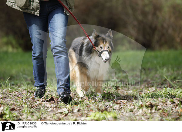 Langhaarcollie / longhaired Collie / RR-51633