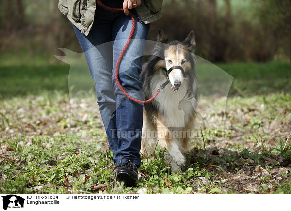 Langhaarcollie / longhaired Collie / RR-51634