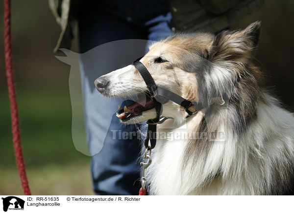 Langhaarcollie / longhaired Collie / RR-51635