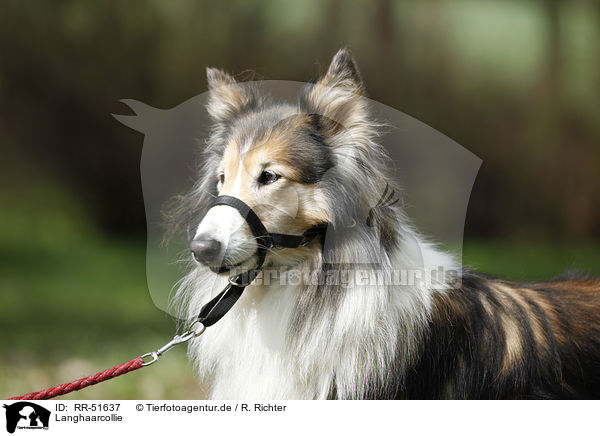 Langhaarcollie / longhaired Collie / RR-51637