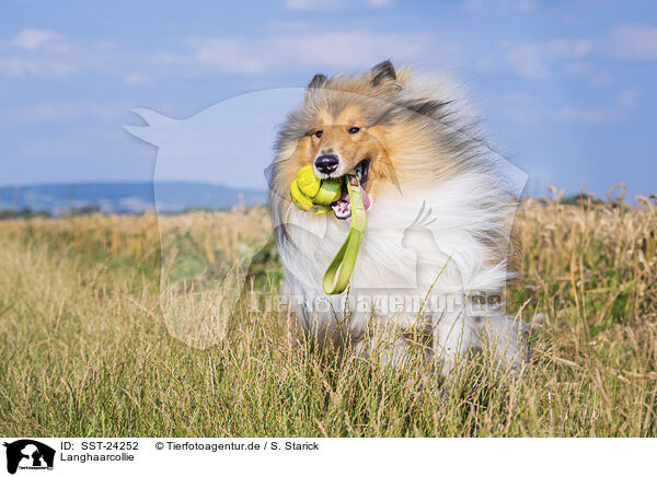 Langhaarcollie / longhaired Collie / SST-24252