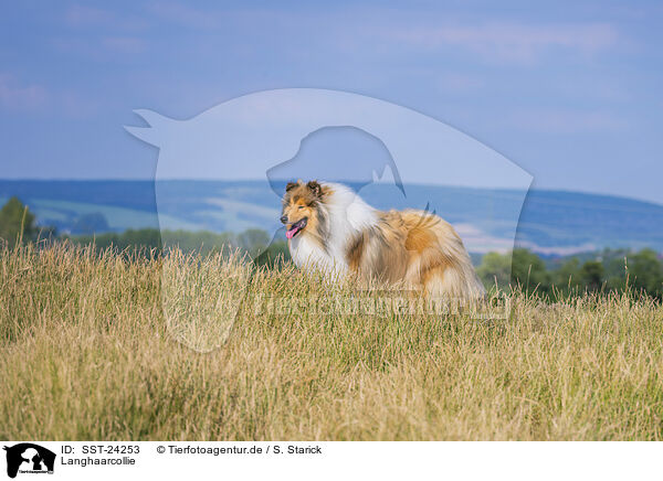 Langhaarcollie / longhaired Collie / SST-24253