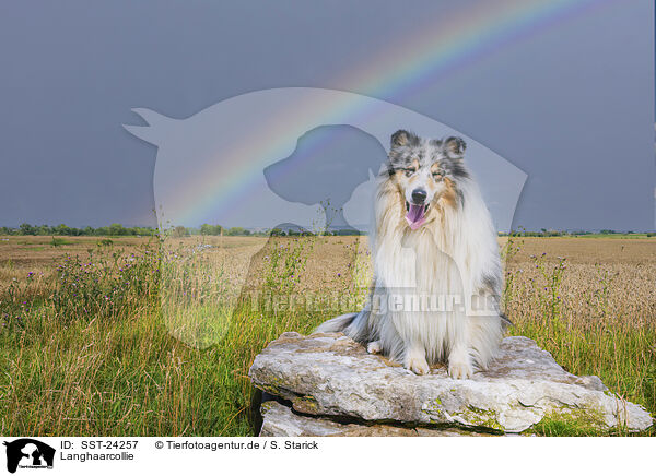 Langhaarcollie / longhaired Collie / SST-24257