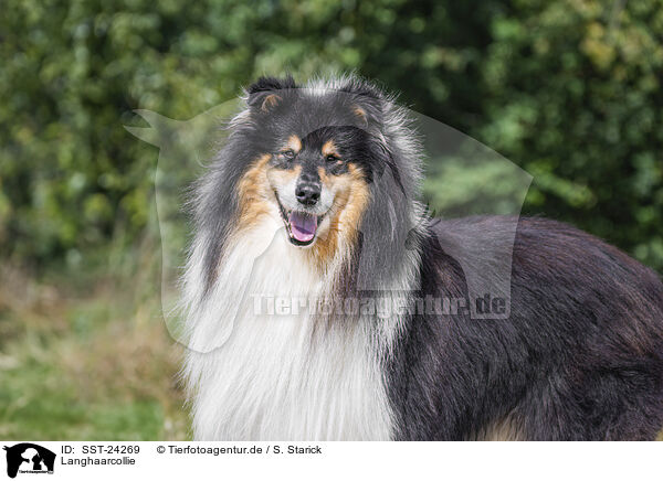 Langhaarcollie / SST-24269
