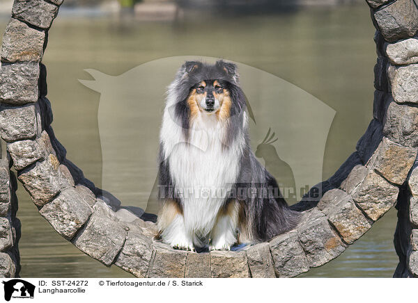 Langhaarcollie / SST-24272