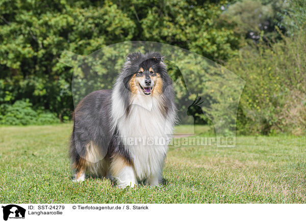 Langhaarcollie / SST-24279