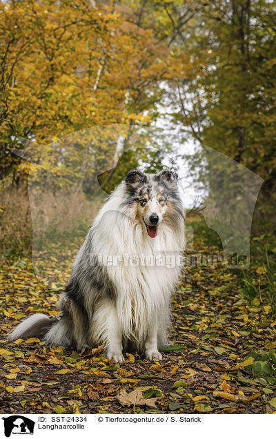 Langhaarcollie / SST-24334