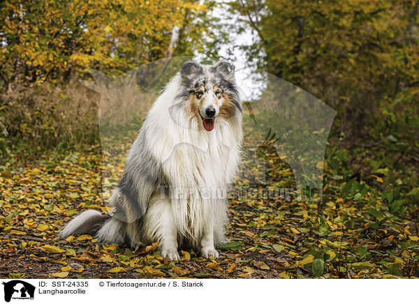 Langhaarcollie / SST-24335