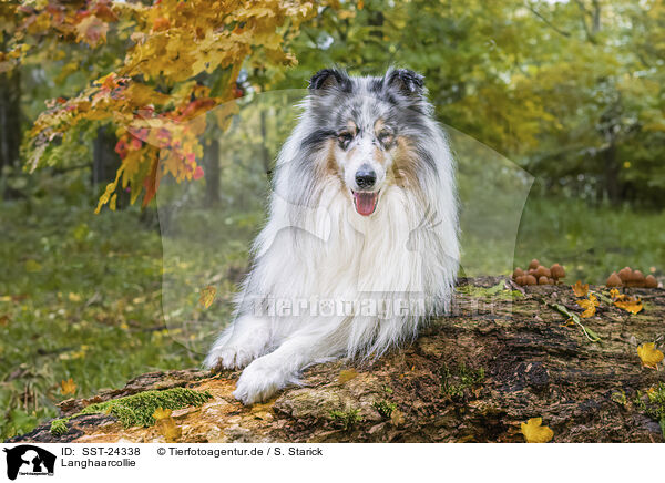 Langhaarcollie / SST-24338