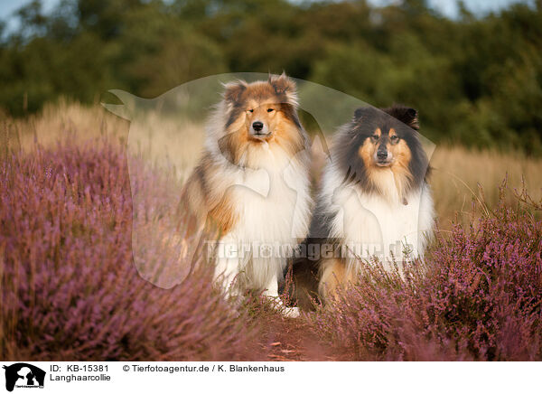 Langhaarcollie / longhaired Collie / KB-15381