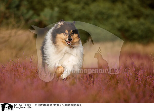 Langhaarcollie / KB-15389