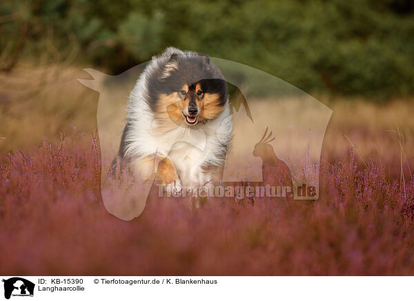 Langhaarcollie / KB-15390