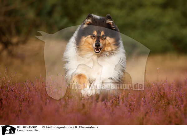 Langhaarcollie / longhaired Collie / KB-15391