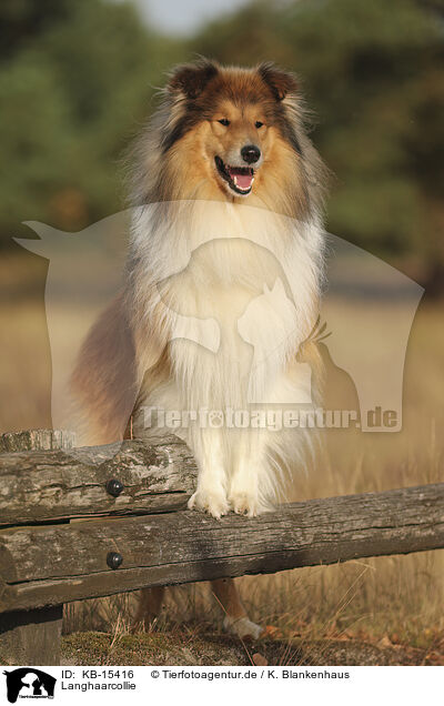 Langhaarcollie / longhaired Collie / KB-15416