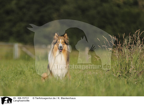 Langhaarcollie / longhaired Collie / KB-15731