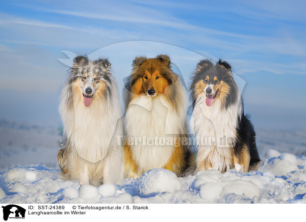 Langhaarcollie im Winter / Long-haired collie in winter / SST-24389