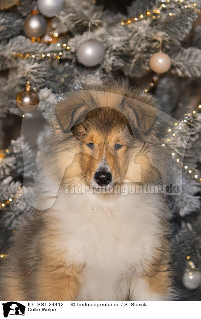 Collie Welpe / Collie puppy / SST-24412