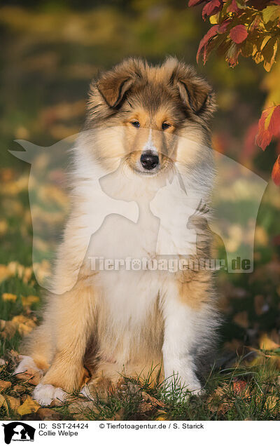 Collie Welpe / Collie puppy / SST-24424