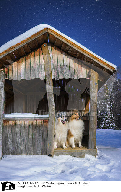 Langhaarcollie im Winter / SST-24436