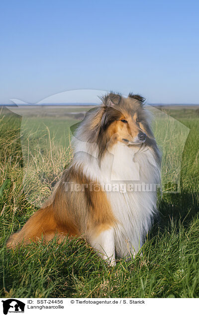 Lannghaarcollie / SST-24456