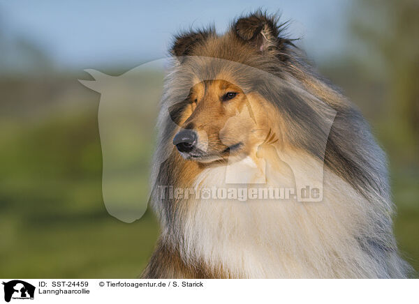 Lannghaarcollie / Long-haired collie / SST-24459