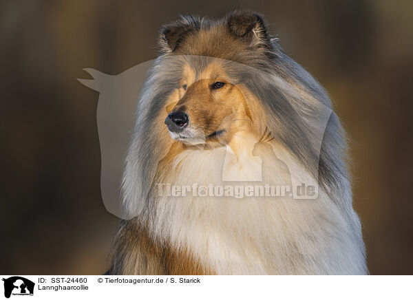 Lannghaarcollie / Long-haired collie / SST-24460