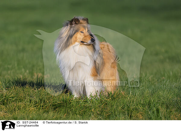 Lannghaarcollie / SST-24464