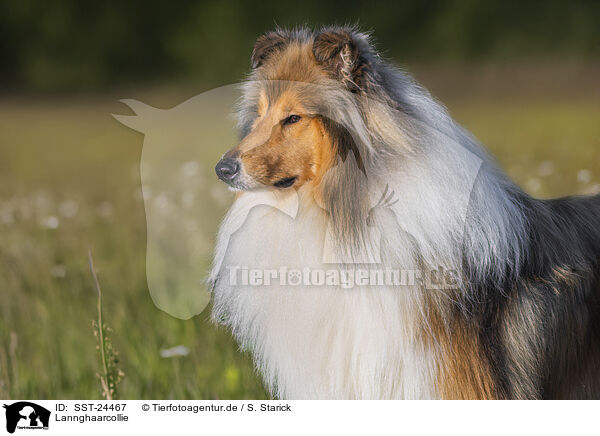Lannghaarcollie / Long-haired collie / SST-24467