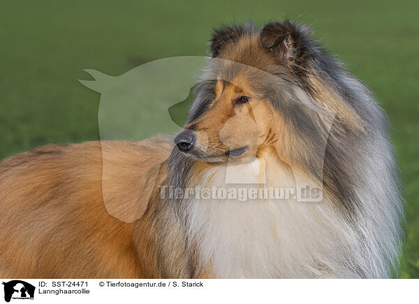 Lannghaarcollie / SST-24471