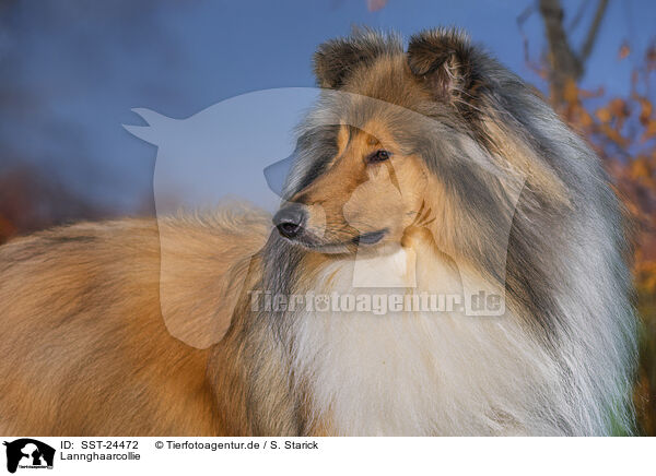 Lannghaarcollie / SST-24472