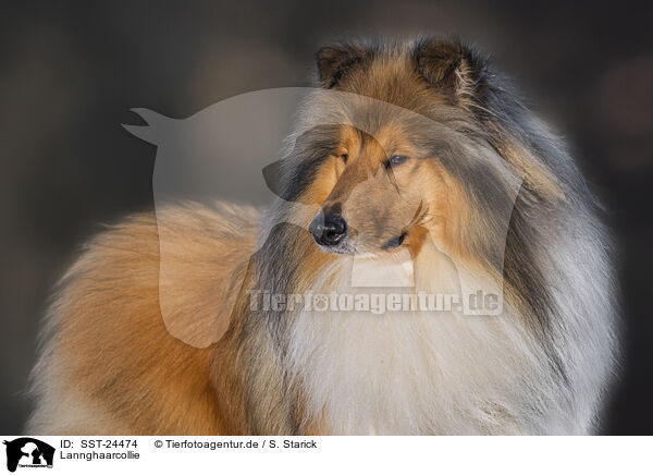 Lannghaarcollie / Long-haired collie / SST-24474