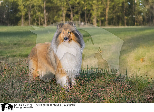 Lannghaarcollie / SST-24476
