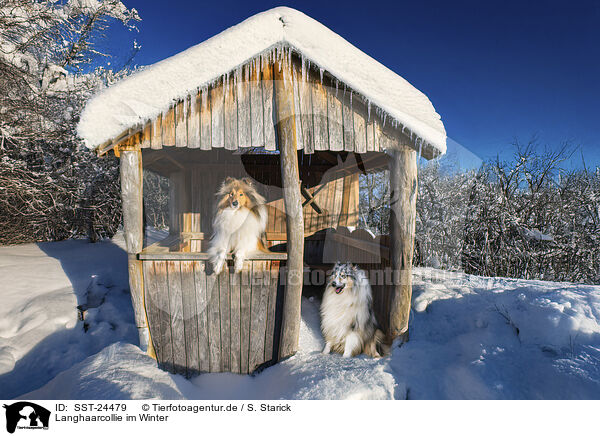 Langhaarcollie im Winter / SST-24479