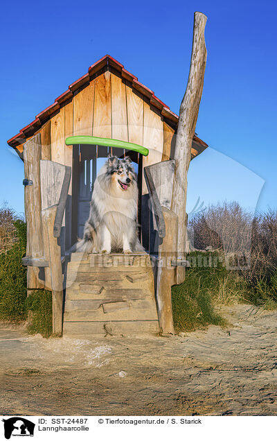 Lannghaarcollie / Long-haired collie / SST-24487