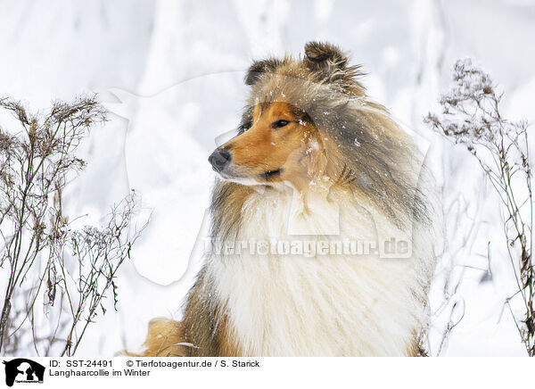 Langhaarcollie im Winter / Long-haired collie in winter / SST-24491