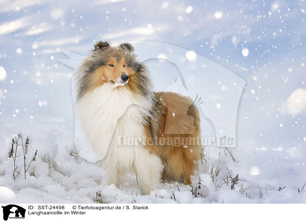Langhaarcollie im Winter / Long-haired collie in winter / SST-24498