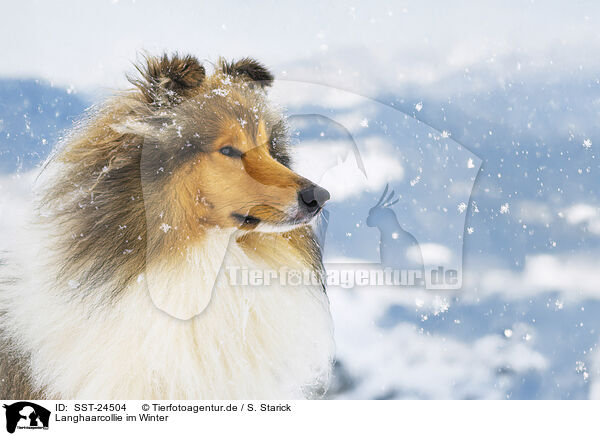 Langhaarcollie im Winter / Long-haired collie in winter / SST-24504