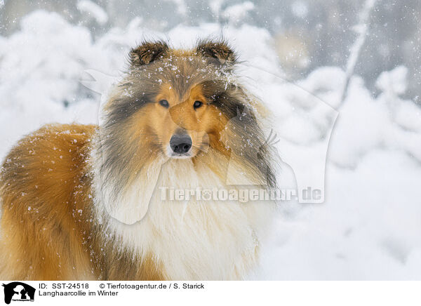 Langhaarcollie im Winter / Long-haired collie in winter / SST-24518