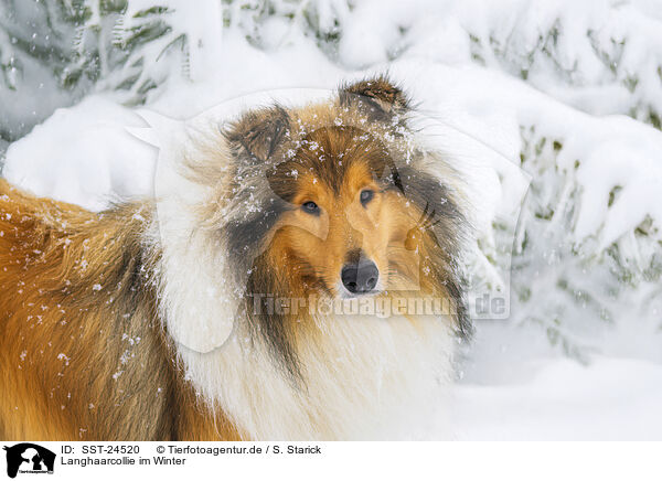 Langhaarcollie im Winter / Long-haired collie in winter / SST-24520