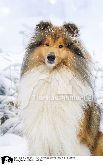 Langhaarcollie im Winter / Long-haired collie in winter / SST-24524